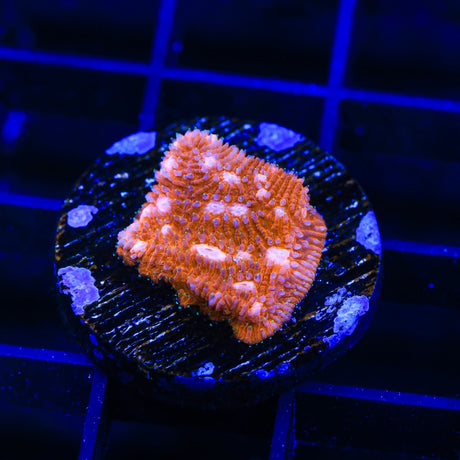 TSA Sour Orange Lithophyllon Coral