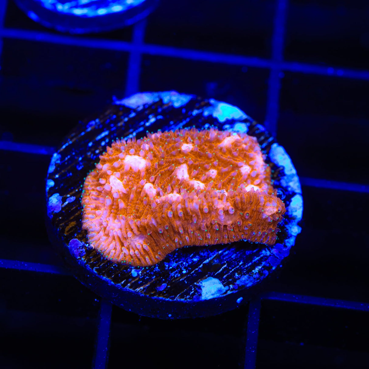 TSA Sour Orange Lithophyllon Coral