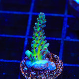 Greg Hiller's Aqua Delight Acropora Coral