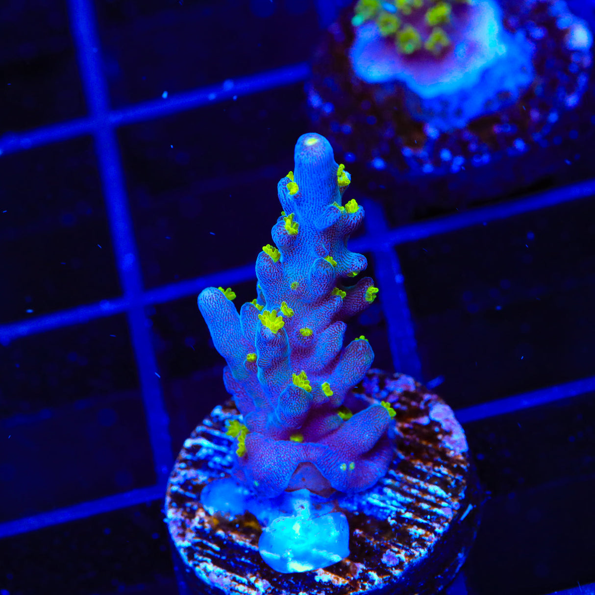 TSA Sour Patch Acropora Coral - Top Shelf Aquatics