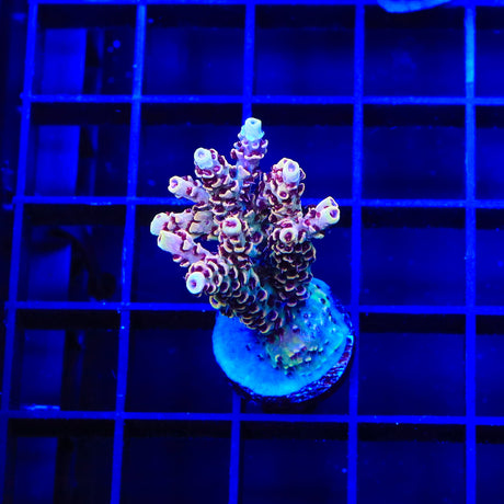 TSA Rainbow Sherbet Acropora XL Frag Coral