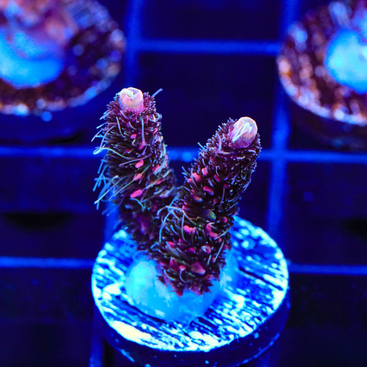 TSA Woolly Mammoth Acropora Coral