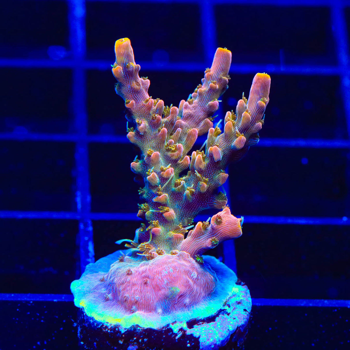 CC Voodoo Majick Acropora Coral