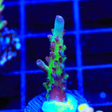 Vivids Rainbow Delight Acropora Coral