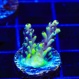 RRC Pink Cadillac Acropora Coral