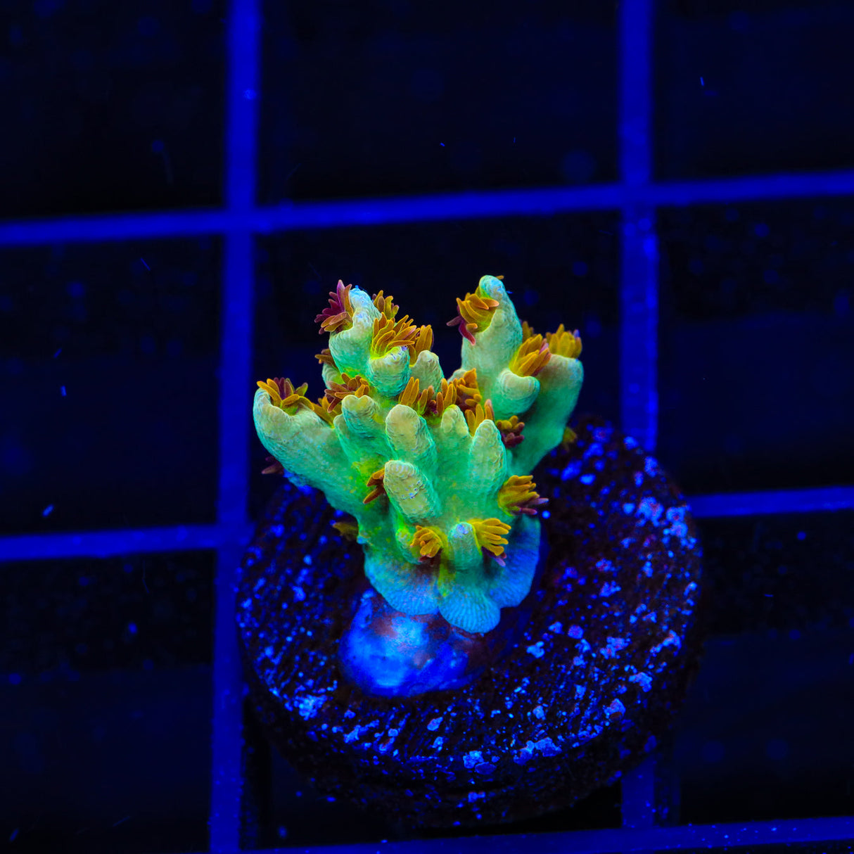 RMF Red Devil Acropora Coral