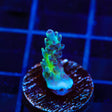 Greg Hiller's Aqua Delight Acropora Coral