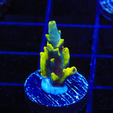 TSA Thunderstruck Acropora Coral