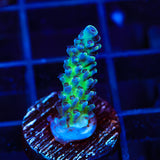 Greg Hillers Aqua Delight Acropora Coral