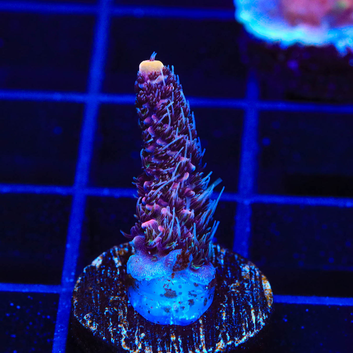 TSA Woolly Mammoth Acropora Coral