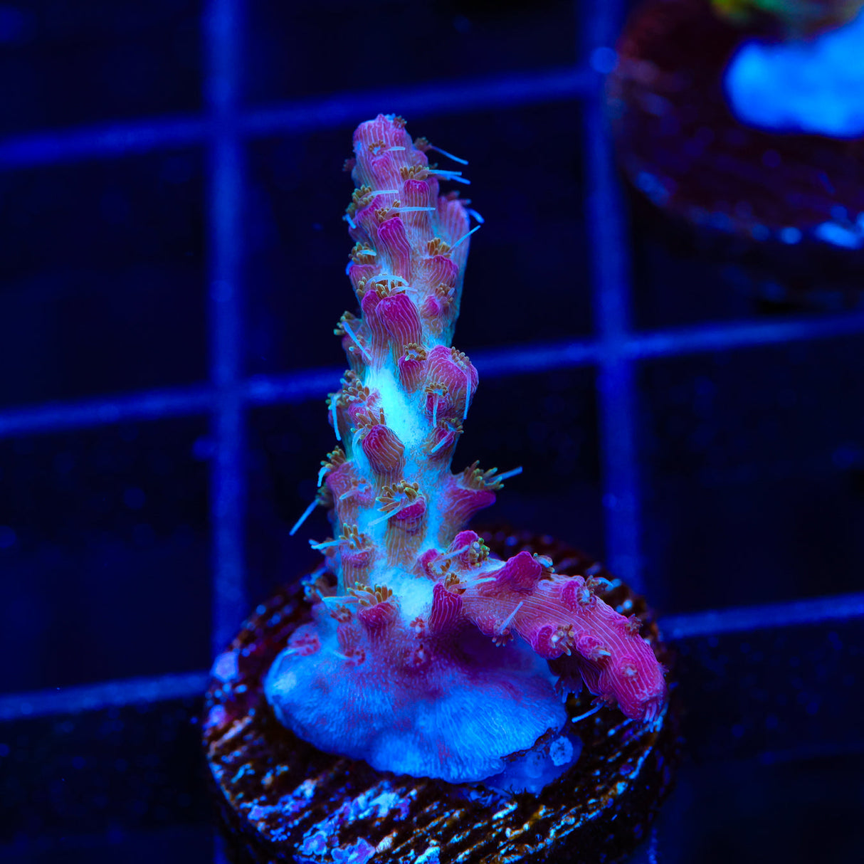 TSA Grape Ape Acropora Coral