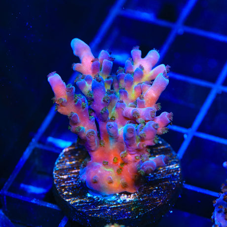 RR Aussie Gold Acropora Coral