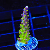 RR Rainbow Loom Acropora Coral