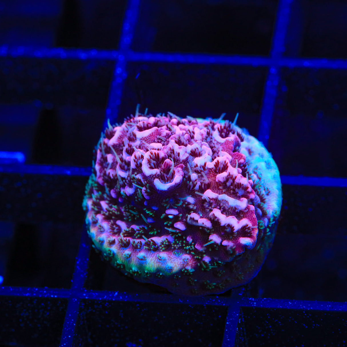 TSA Screamin Demon Millepora Acropora Coral