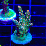 TSA Long Island Acropora Coral