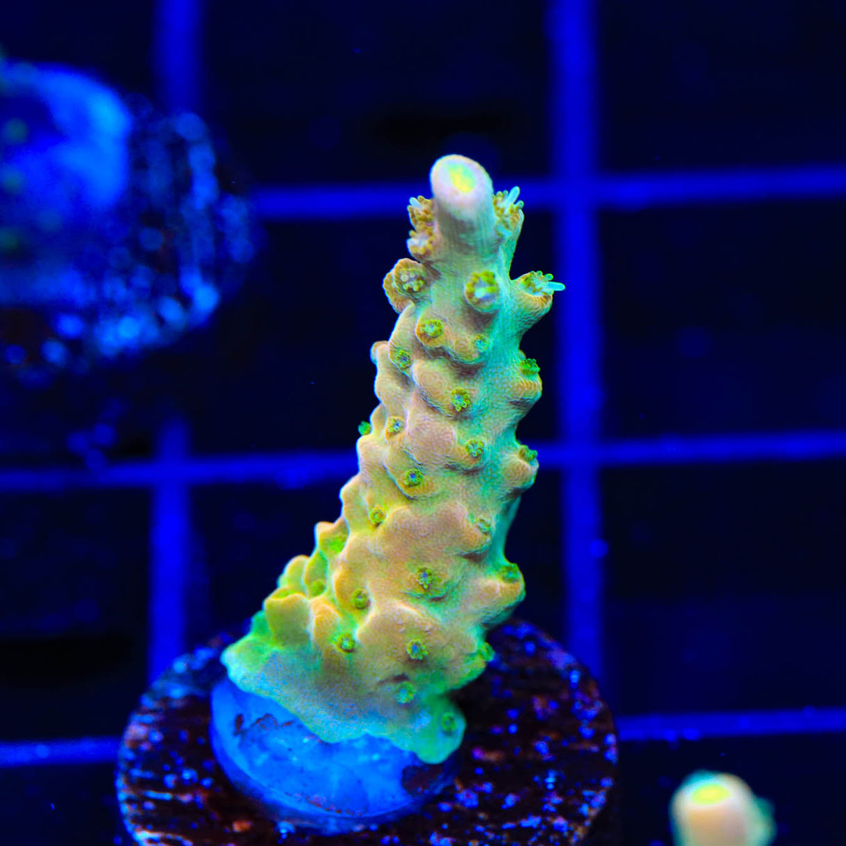 TGC Orange Creamsicle Acropora Coral - Top Shelf Aquatics