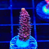 TSA Woolly Mammoth Acropora Coral