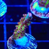 Vivids Rainbow Delight Acropora Coral