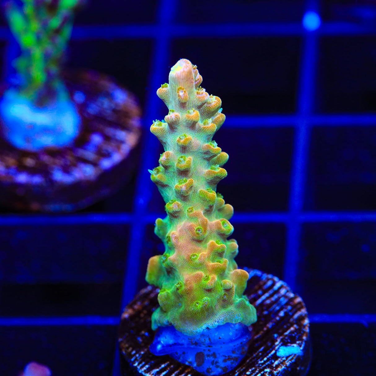 TGC Orange Creamsicle Acropora Coral