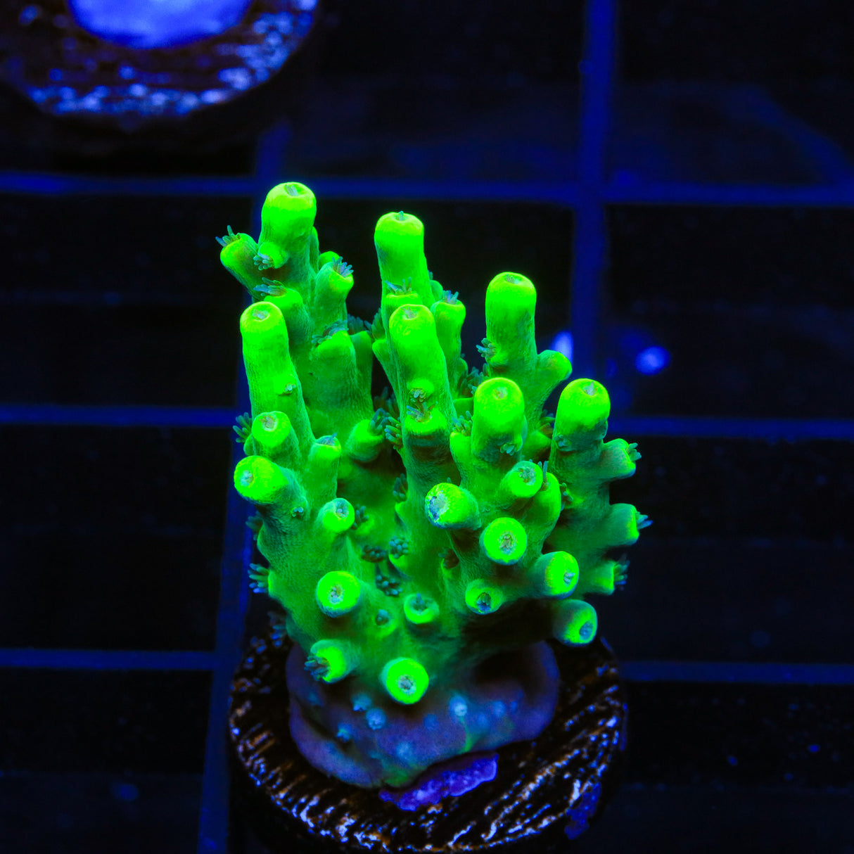 TSA Pineapple Juice Acropora Coral