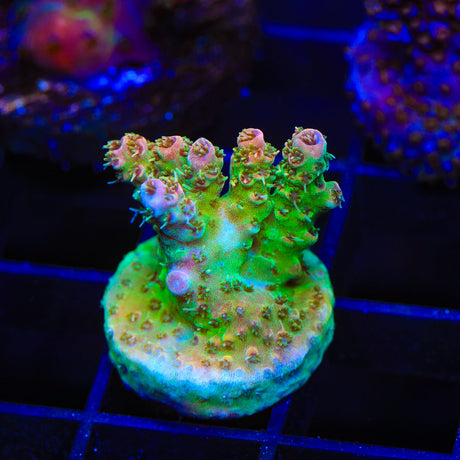 TSA Four Loko Acropora Coral