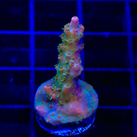 TSA Grape Ape Acropora Coral