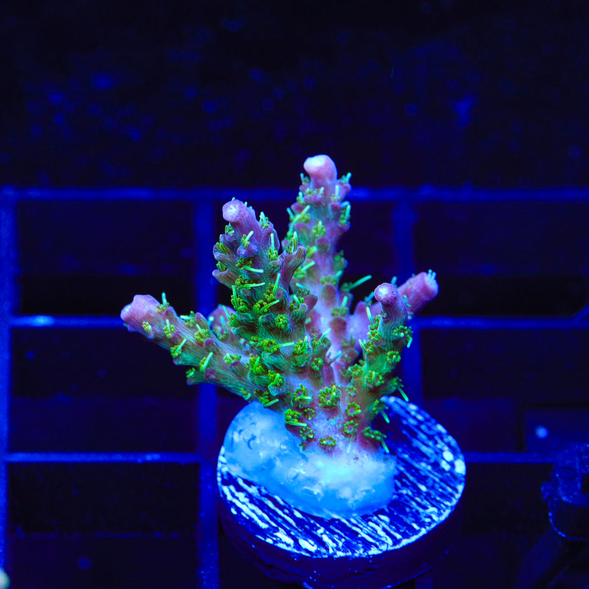 TSA Grape Ape Acropora Coral