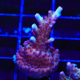 Vivids Rainbow Delight Acropora Coral