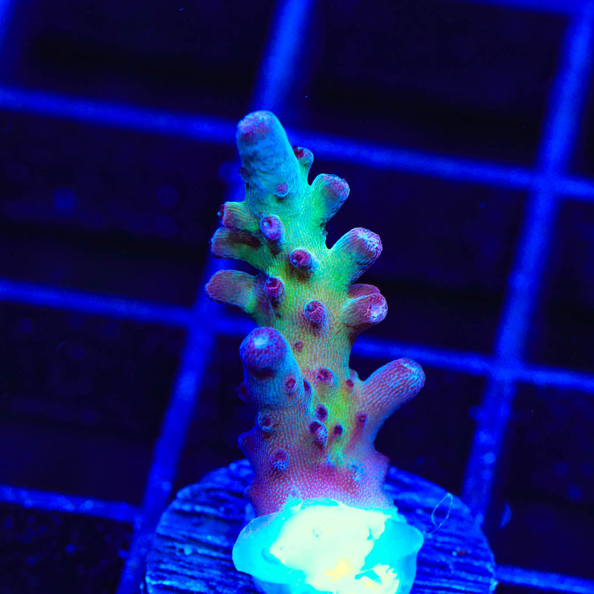 Vivids Rainbow Delight Acropora Coral - Top Shelf Aquatics