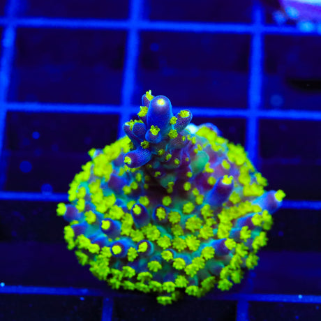 TSA Sour Patch Acropora Coral