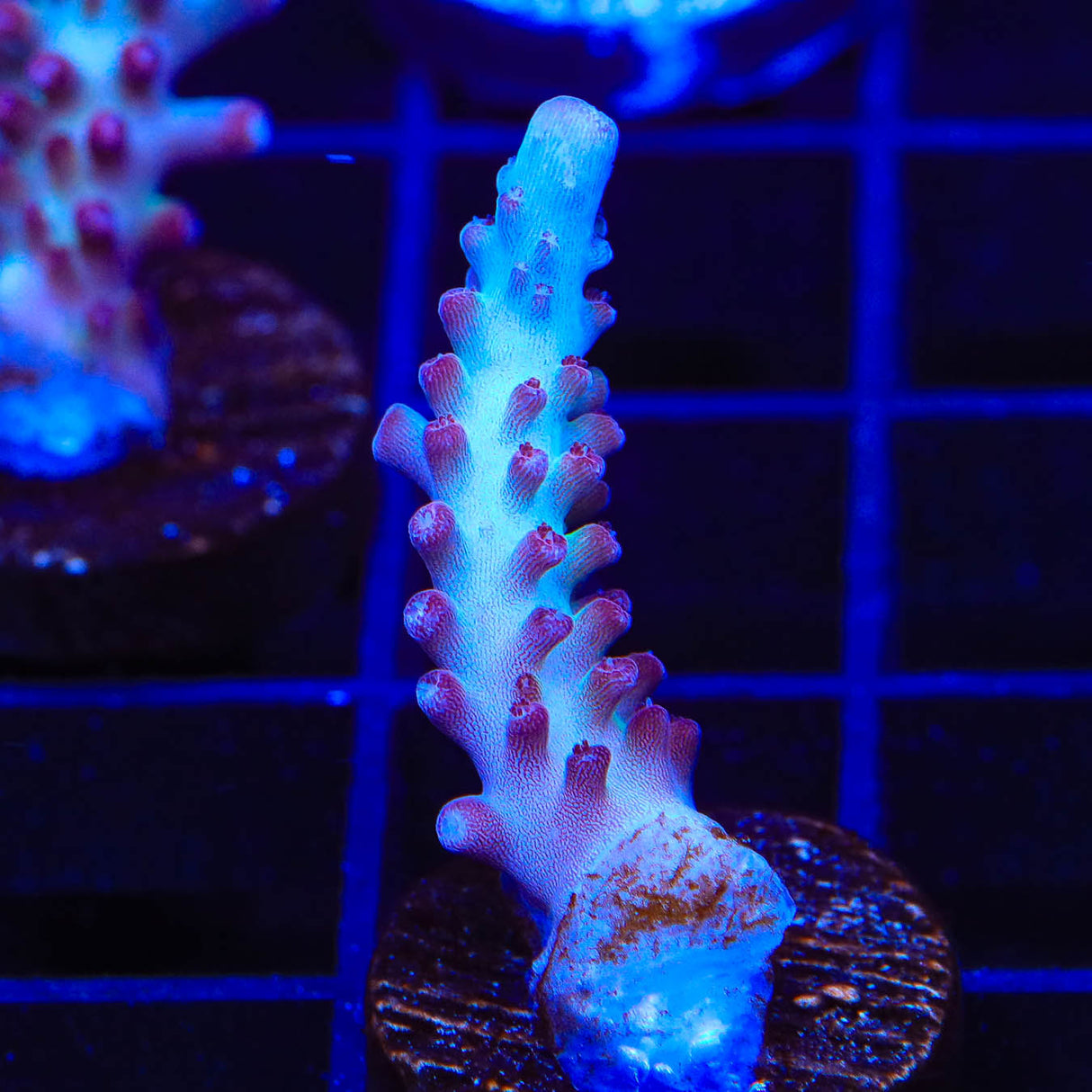 Vivids Rainbow Delight Acropora Coral