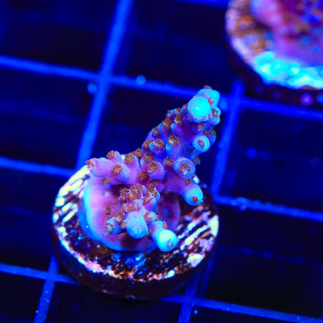 ARC Fireworks Acropora Coral