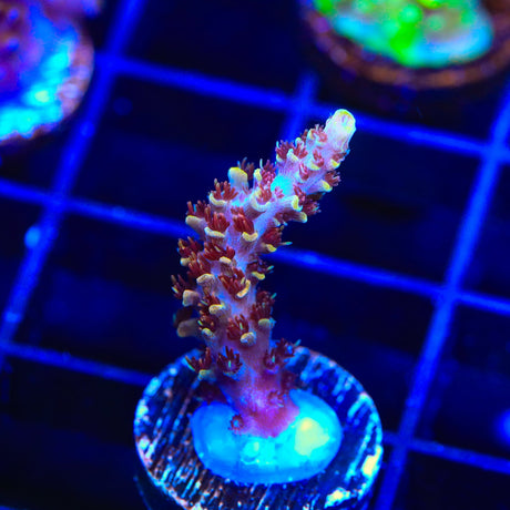 TSA Habanero Acropora Coral