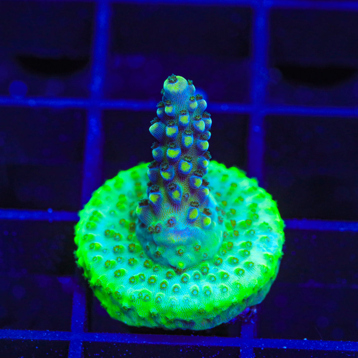 Greg Hiller's Aqua Delight Acropora Coral