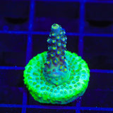 Greg Hiller's Aqua Delight Acropora Coral