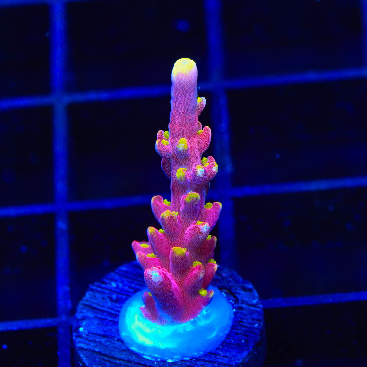 RR Firecracker Acropora Coral