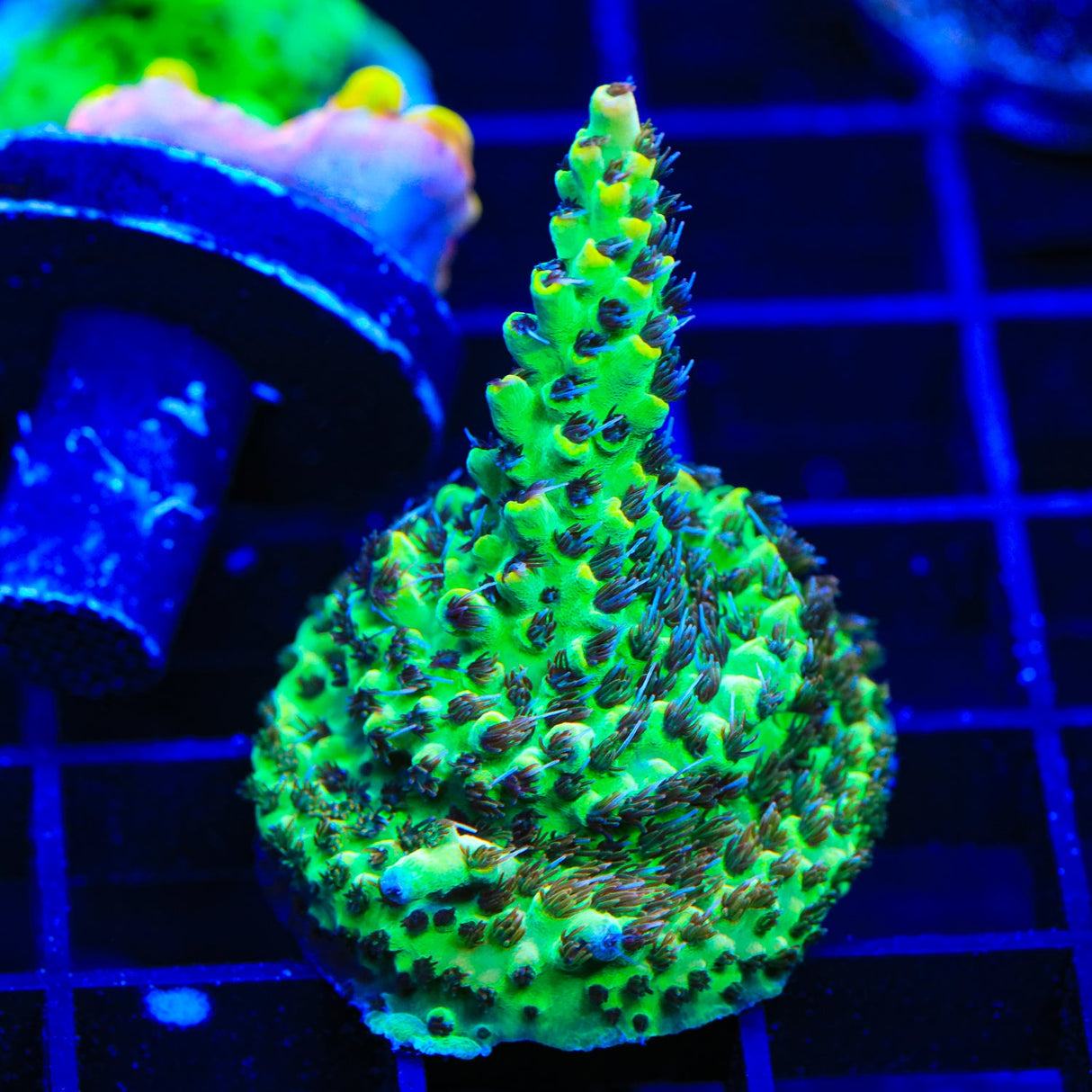 TSA Harvey Wallbanger Acropora Coral