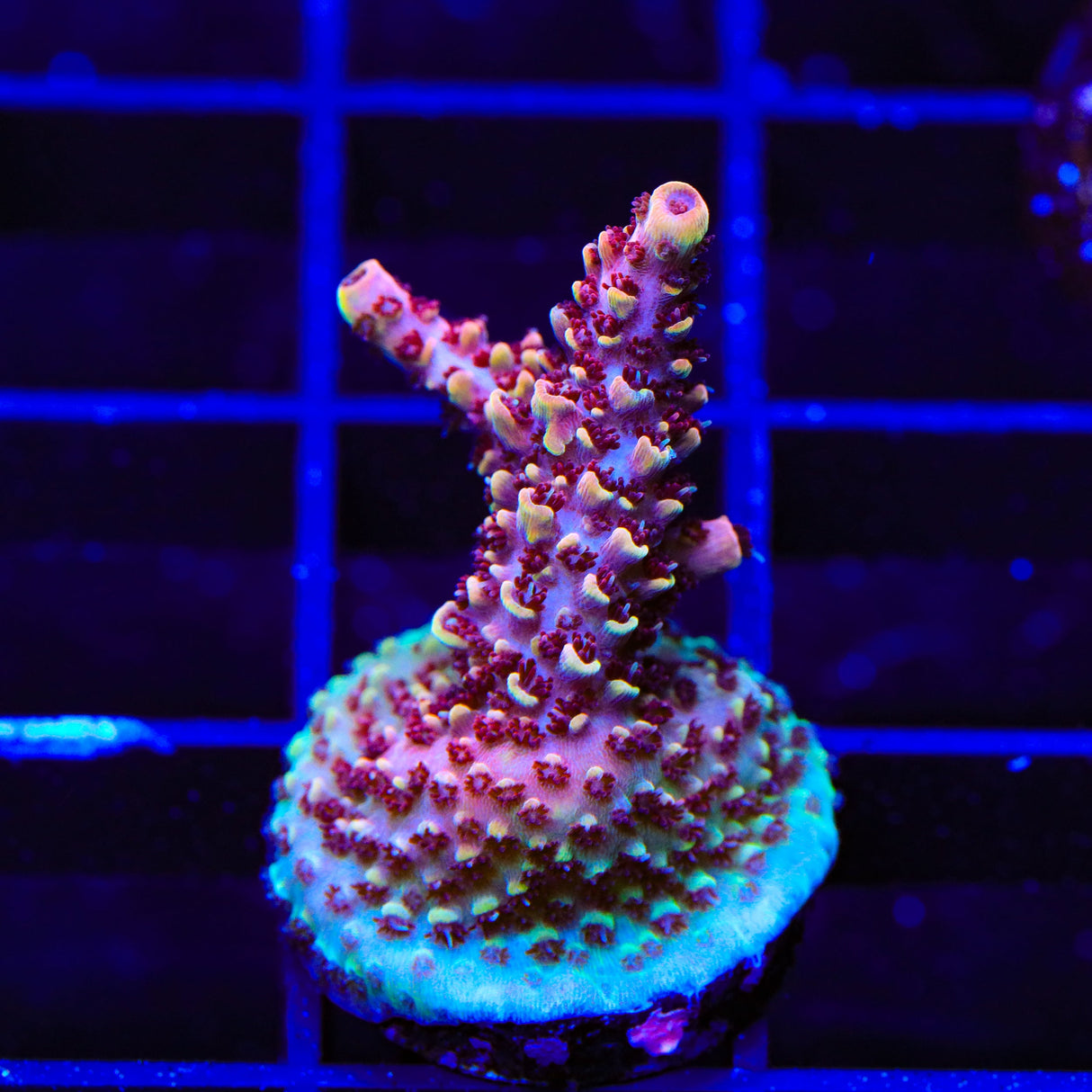 TSA The Fuzz Acropora Coral