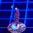 TSA Woolly Mammoth Acropora Coral