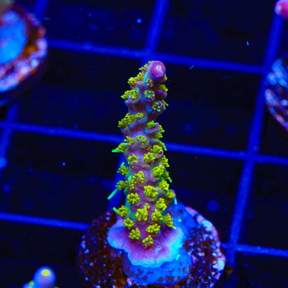 TSA Grape Ape Acropora Coral - Top Shelf Aquatics
