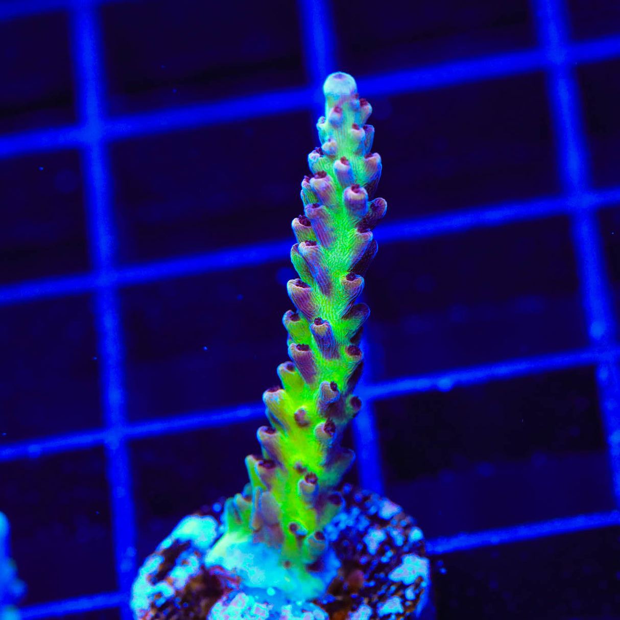 TSA Raspberry Limeade Acropora Coral - Top Shelf Aquatics