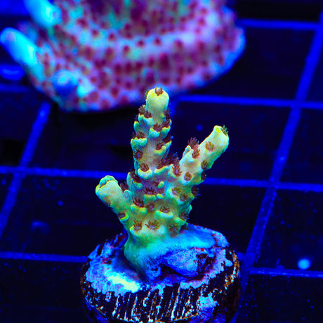 TSA Rainbow Sherbet Acropora Coral