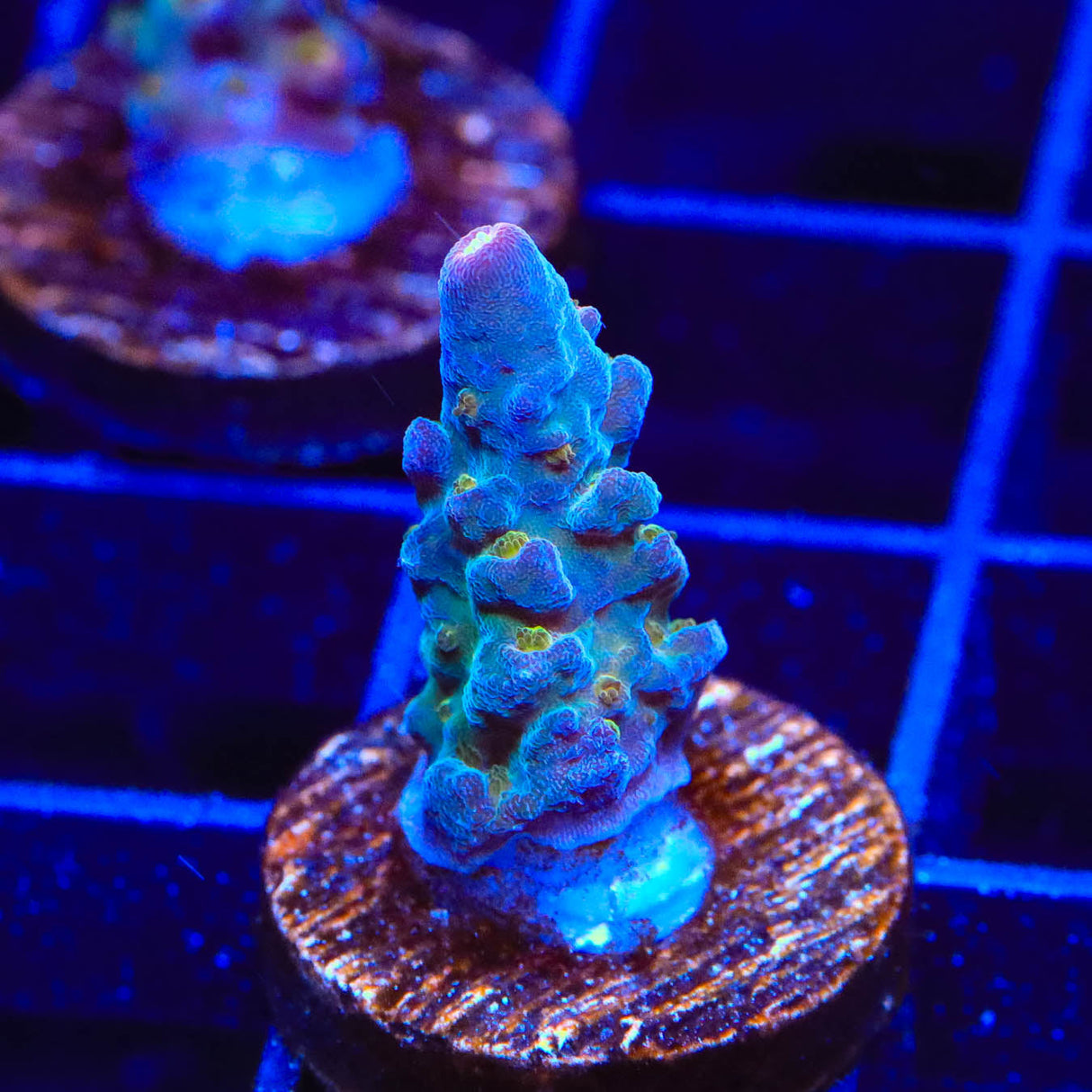 TSA Twisted Sister Acropora Coral - Top Shelf Aquatics