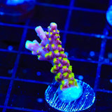 RR Rainbow Loom Acropora Coral