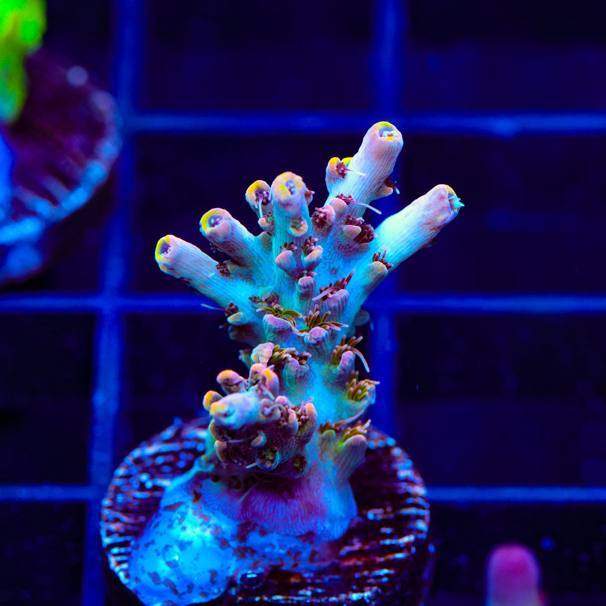 TSA Long Island Acropora Coral