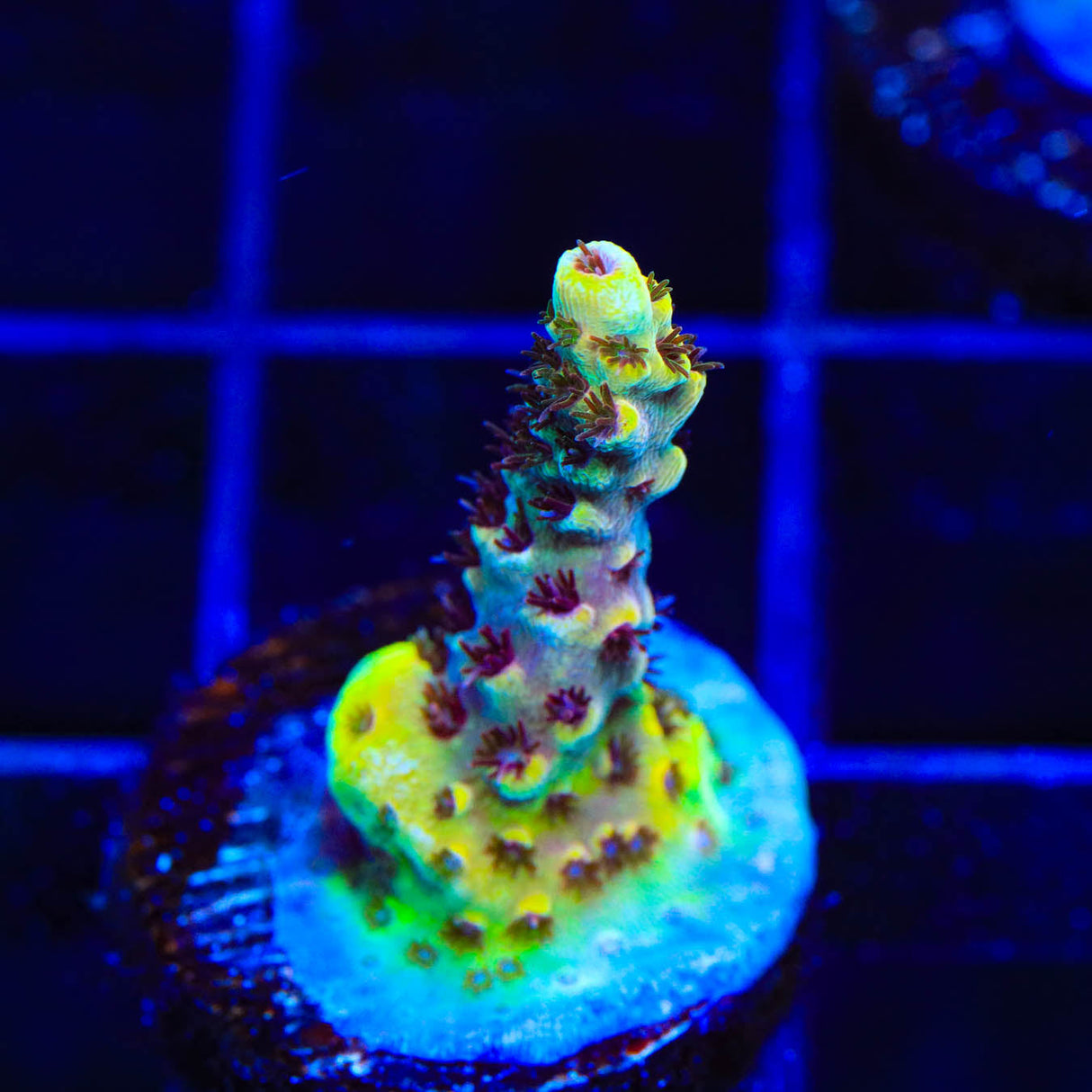 TSA Rainbow Sherbet Acropora Coral - Top Shelf Aquatics