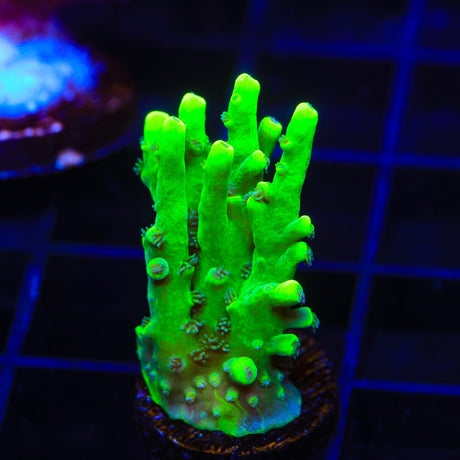 TSA Pineapple Juice Acropora Coral