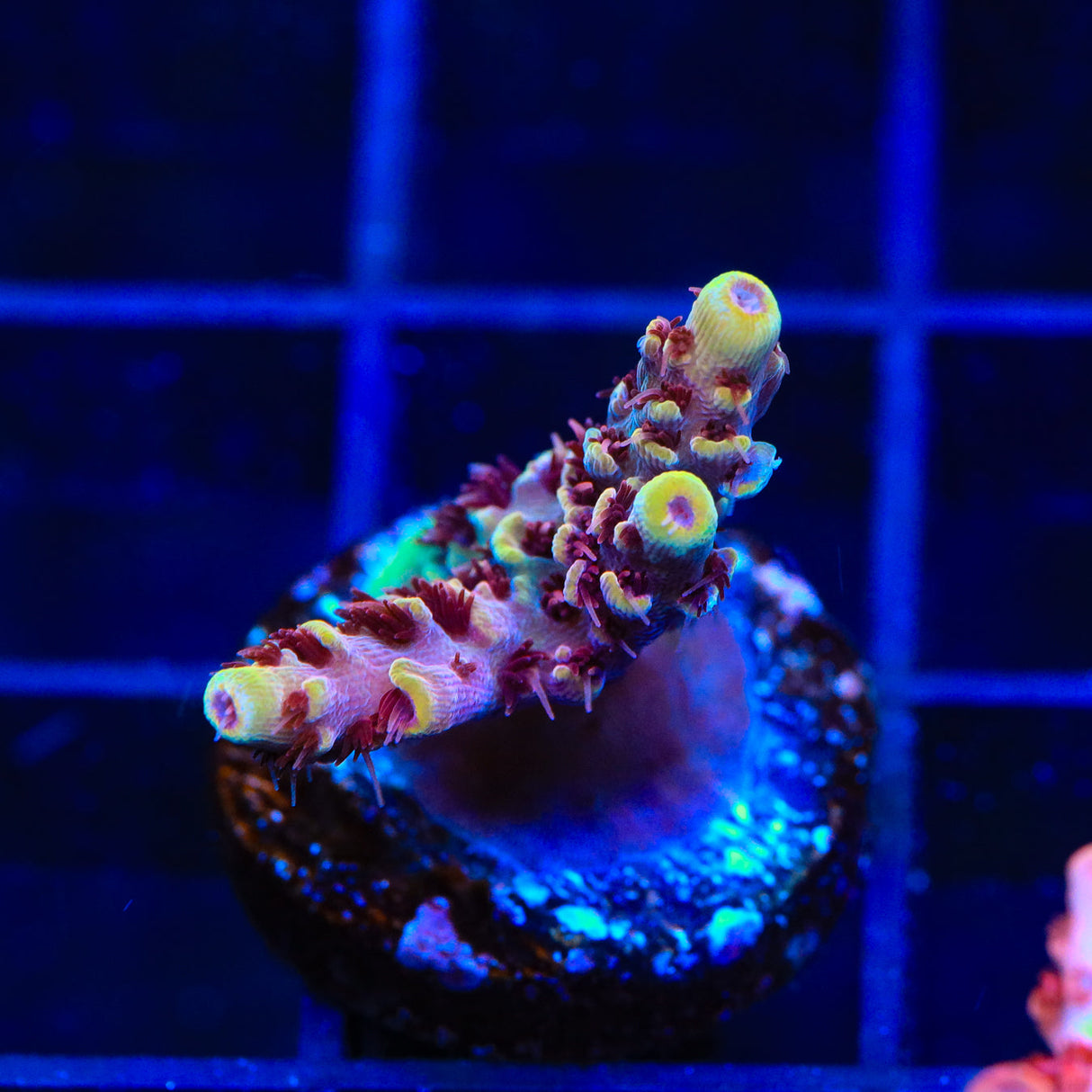 TSA Rainbow Sherbet Acropora Coral