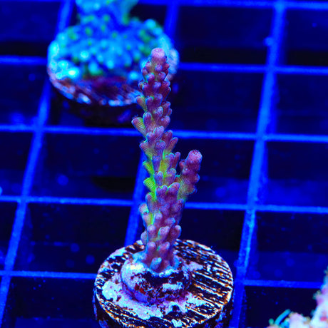 TSA Raspberry Splice Acropora Coral