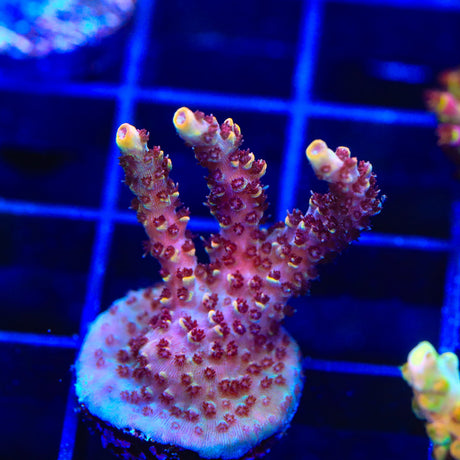 TSA Habanero Acropora Coral